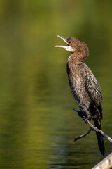 minor shag po delta regional park comacchio iitaly