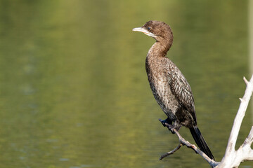 minor shag po delta regional park comacchio iitaly