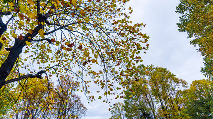 黄色く紅葉したユリノキと空／ Liriodendron tulipifera