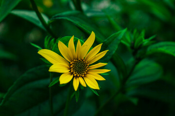 bright yellow flower in green grass