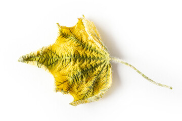 Yellow leaf in autumn. Background, texture.
