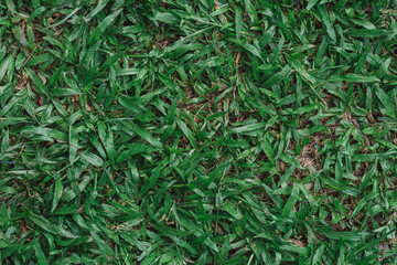 Green grass pattern and texture for background. Close-up
