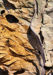 Yellowed leaves in autumn. Abstract nature background texture.