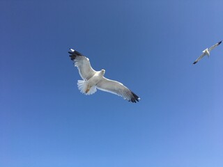 seagull in flight