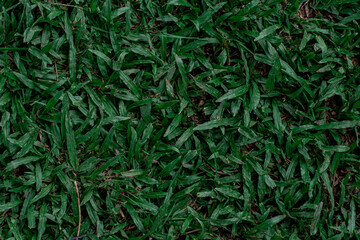 Green grass texture for background. Green lawn pattern and texture background. Close-up.
