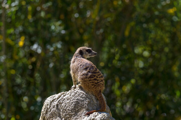 A meerkat digs in the sand