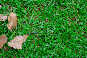 Green grass pattern and texture for background. Close-up
