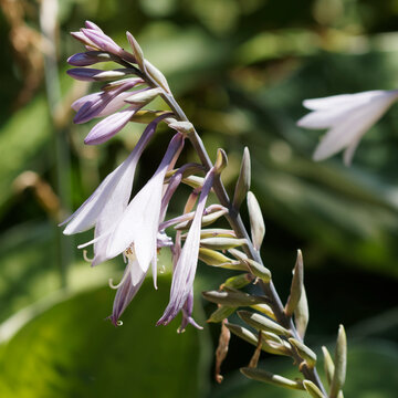 Hosta undulata &lsquo;Albomarginata&rsquo; - Closeup of pendulous plantain lily flower on upright scapes, lavender and white color