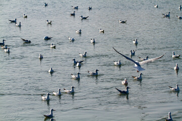 commo9n gull po delta regional park comacchio iitaly