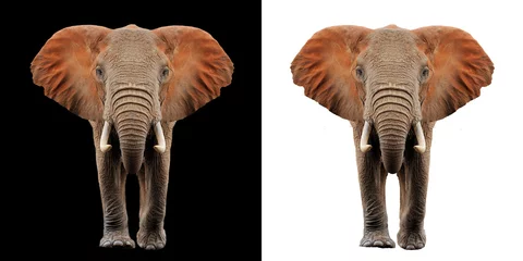 Zelfklevend Fotobehang Elephant on two color background © byrdyak