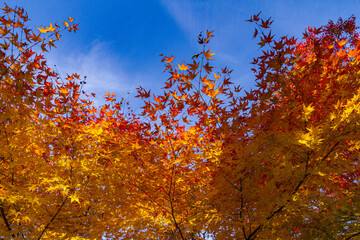 8 755 Botanical City Clean Wall Murals Canvas Prints Stickers Wallsheaven