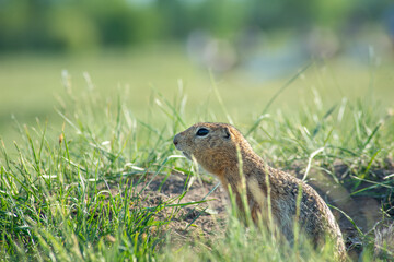 Naklejka na ściany i meble a wild little gopher has crawled out of its hole and is looking curiously at something