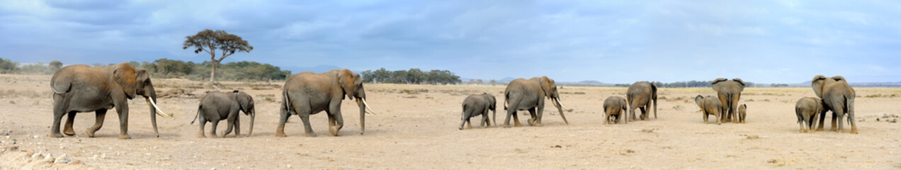 Fototapeta na wymiar Elephants in National park of Kenya