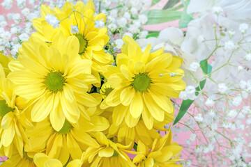 fresh yellow chrysanthemum flowers on a pink background with white gypsophiles