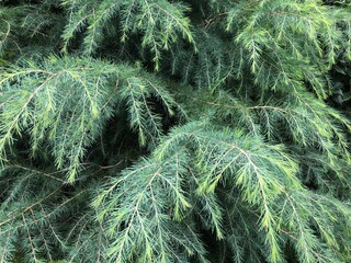 green grass background