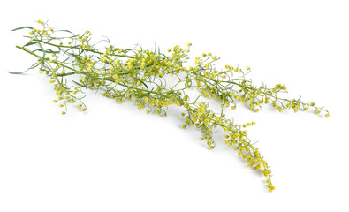 Tarragon, Artemisia dracunculus, also known as estragon. Flowers isolated