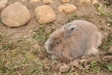 Decorative rabbit for a walk