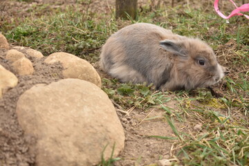 Decorative rabbit for a walk