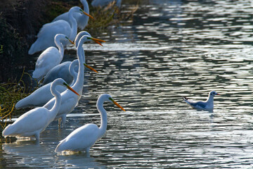 white heron po delta regional park comacchio iitaly