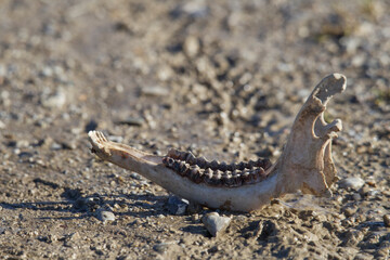 skeletonized lower jaw of a brown hare