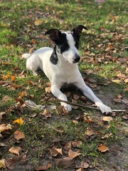 jack russell terrier