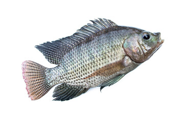 Fototapeta premium Tilapia fish isolated on white background.
