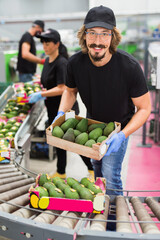 Diligent efficient friendly worker carries boxes of avocado fruits at factory