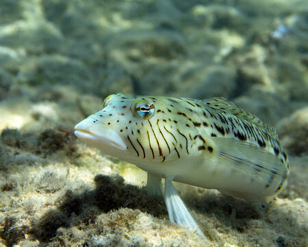 Speckled sandperch of Red Sea
