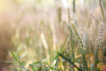 Close-up of ripening wheat in the summer field