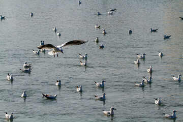seagull po delta regional park comacchio iitaly