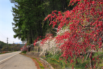 道路沿いの花もも