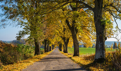 autumn road, autumn, road, village, tree, nature, poland