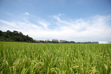 rice field and blue sky