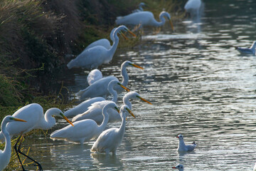 white heron po delta regional park comacchio iitaly