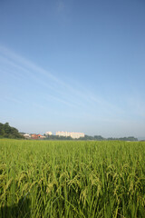 rice field and blue sky