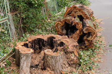 Stump and old poplar trunk with hollow, sawn to pieces