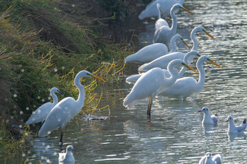 white heron po delta regional park comacchio iitaly