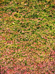 色づいてきた生垣のドウダンツツジ