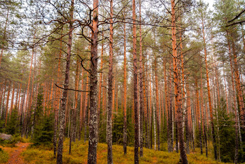 Lapland Finland, lake and forest, nature photography. Travel