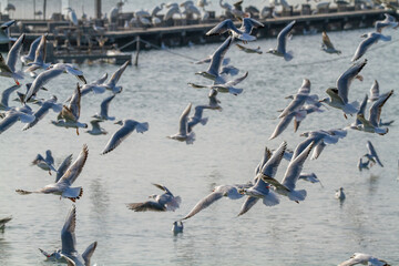 seagulls hunting the po delta