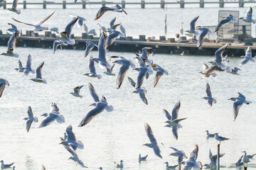 seagulls hunting the po delta