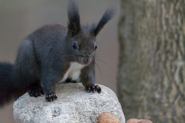 Naklejka na ściany i meble European brown squirrel in winter coatl looking for nuts