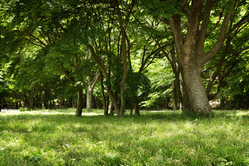 trees in the park