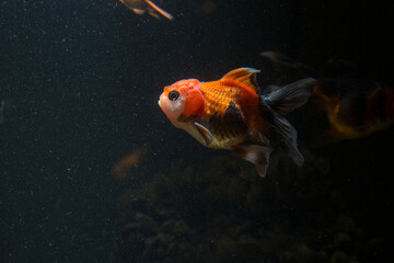 Aquarium aquatic background beautiful beauty color colorful fish fresh freshwater gold goldfish green leaf natural nature orange red tropical water wildlife goldfish