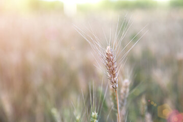 Close-up of slightly green wheat in the field