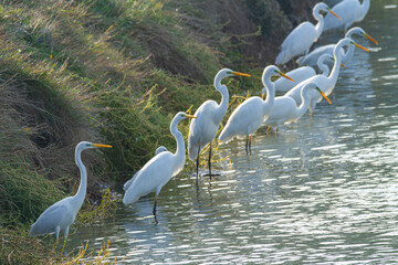 white heron po delta regional park comacchio iitaly