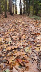 Jesienna droga w lesie pokryta liśćmi, barwy jesieni w lesie, jesienne liście na drodze
