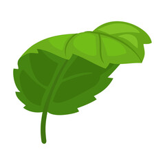 Mint leaf cartoon vector icon.Cartoon vector illustration fresh peppermint. Isolated illustration of mint leaf icon on white background. © VectorVicePhoto
