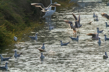seagulls hunting the po delta