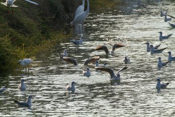 seagulls hunting the po delta
